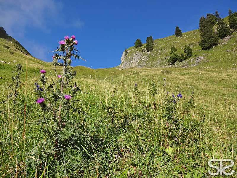 © STƧ brienzer rothorn, stäfelitagweid, nesslenstock, alpenkratzdistel