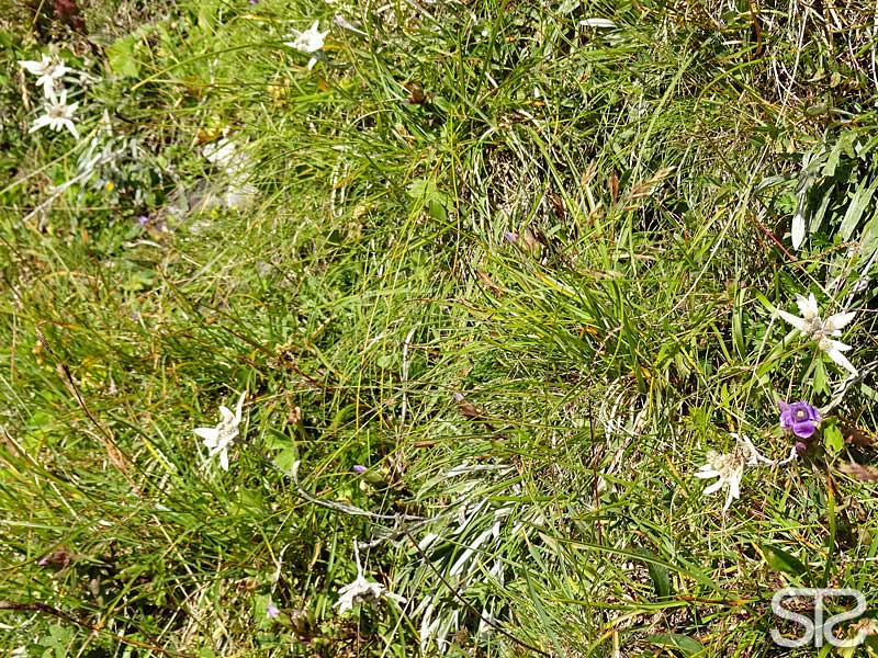 © STƧ brienzer rothorn, nesslenstock, edelweiss
